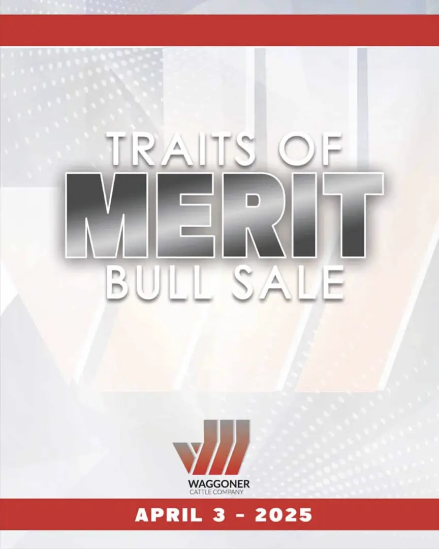 Bull sale 2025