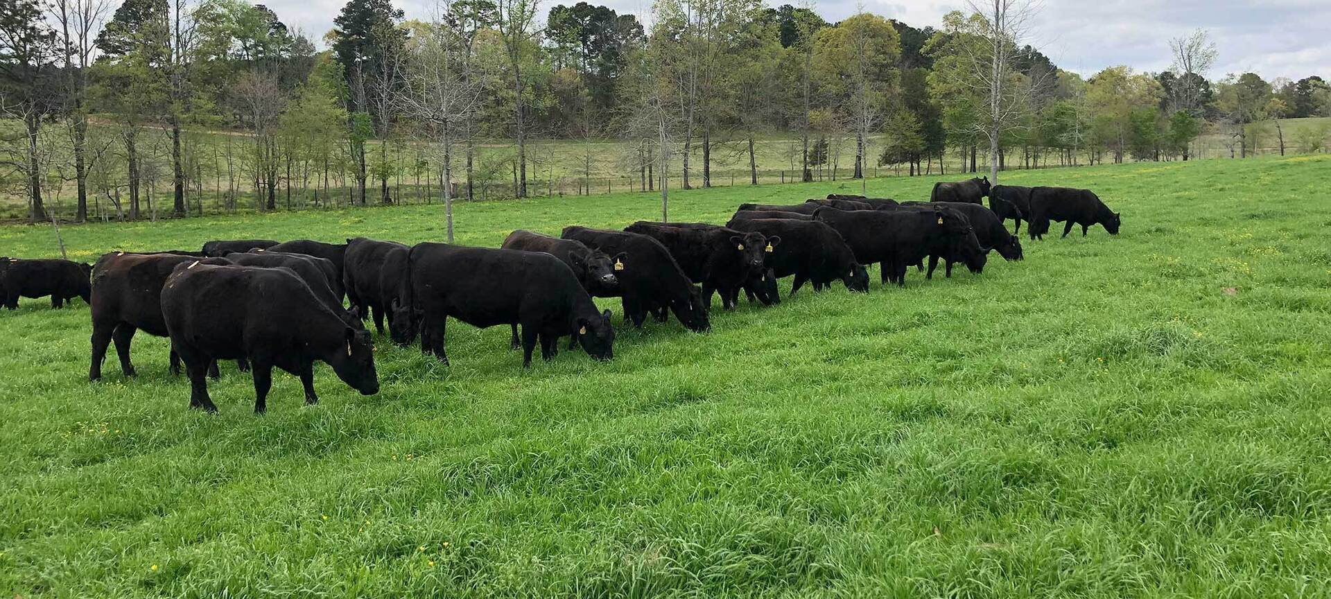 Angus Herd Bulls | Waggoner Cattle Company